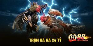 Thông tin cơ bản về trận đá gà 24 tỷ